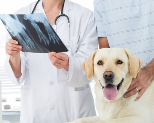 Pet Digital Radiology & Board Certified interpretations Services